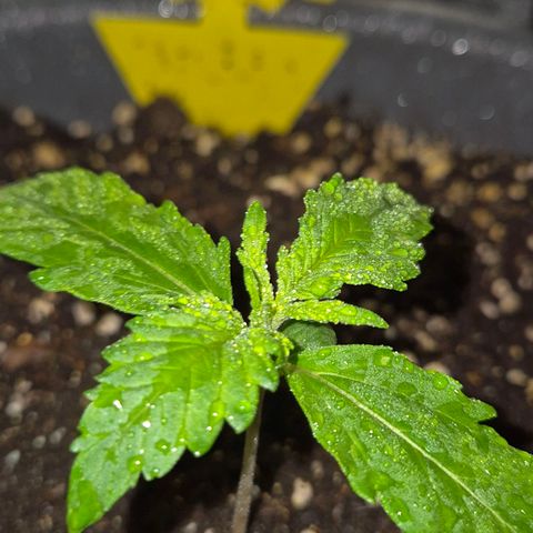 LSD auto (63-70 Tage ab Keimung) growlog timeline photo