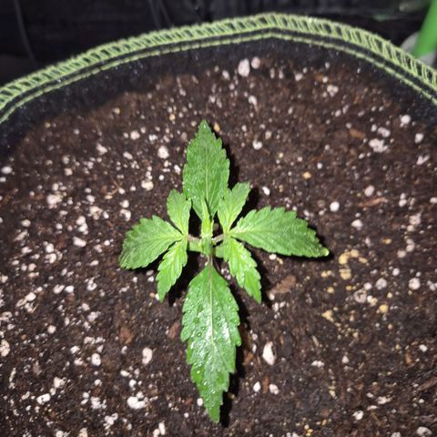 💚CHOCOLOPE 🍫 ☕️auto (56-63 BT) growlog timeline photo