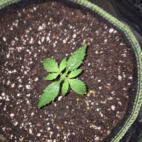 💚CHOCOLOPE 🍫 ☕️auto (56-63 BT) growlog timeline photo