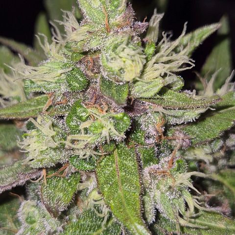 Anna, CBD (49-56BT/77- 84 Tage nach Keimung) growlog timeline photo