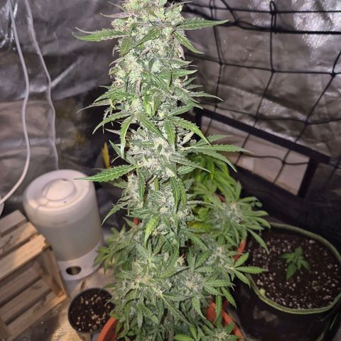 Anna, CBD (49-56BT/77- 84 Tage nach Keimung) growlog timeline photo