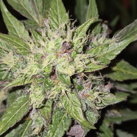 Anna, CBD (49-56BT/77- 84 Tage nach Keimung) growlog timeline photo