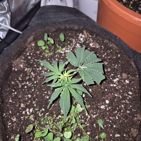 Mimosa evo stecki  🍊🍋🍍 (65-70bt) growlog timeline photo