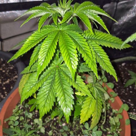 💚Bubba kush 🦝 (56-63 BT) growlog photo: Sie erholt sich!🤩👌