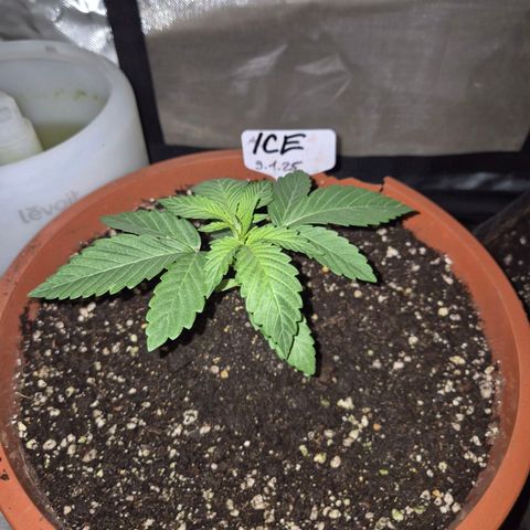 ICE 💚🧊 (63-70bt) growlog photo: 👌
