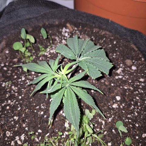 Mimosa evo stecki  🍊🍋🍍 (65-70bt) growlog timeline photo