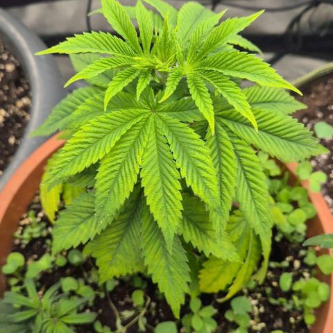 💚Bubba kush 🦝 (56-63 BT) growlog photo: Es wird