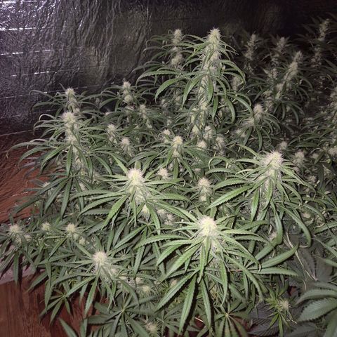 Afghani #1 (45-50bt) growlog timeline photo