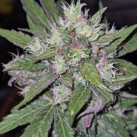 Anna, CBD (49-56BT/77- 84 Tage nach Keimung) growlog timeline photo