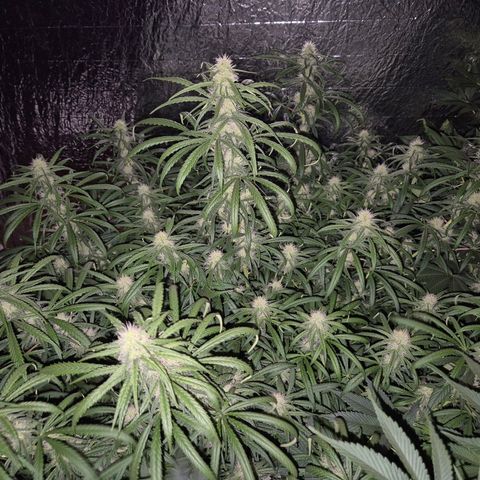 Afghani #1 (45-50bt) growlog timeline photo