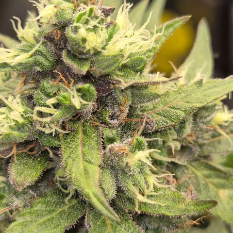 Anna, CBD (49-56BT/77- 84 Tage nach Keimung) growlog timeline photo