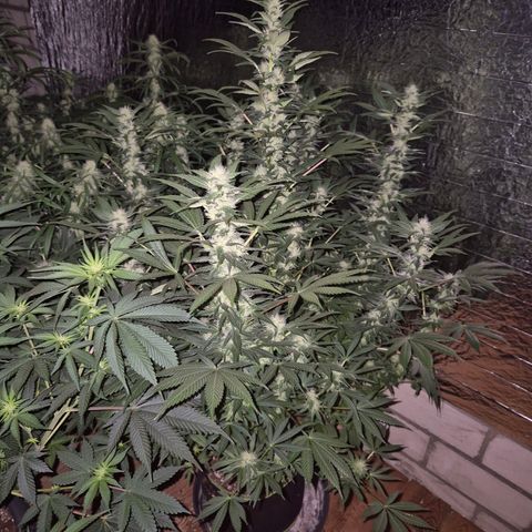 Biscotti (56-70bt) growlog timeline photo