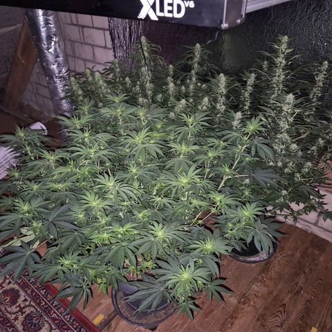 WTF- Königin Mimosa evo 👑👑👑 (65-70bt) growlog timeline photo