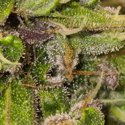 Anna, CBD (49-56BT/77- 84 Tage nach Keimung) growlog timeline photo