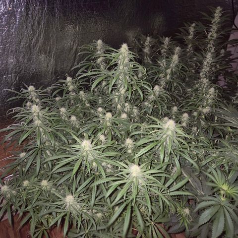 Afghani #1 (45-50bt) growlog timeline photo