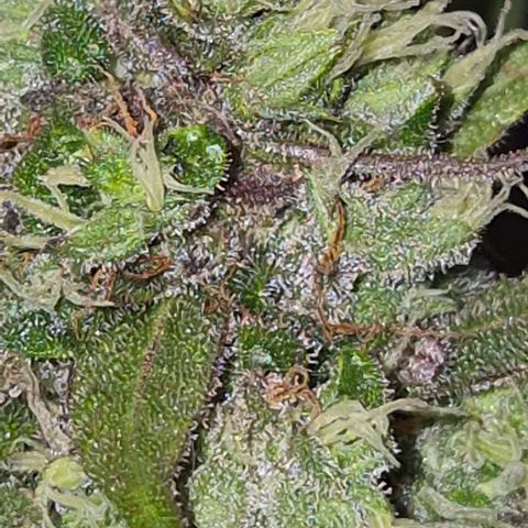 Anna, CBD (49-56BT/77- 84 Tage nach Keimung) growlog timeline photo