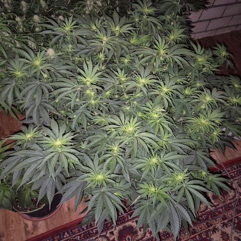WTF- Königin Mimosa evo 👑👑👑 (65-70bt) growlog timeline photo