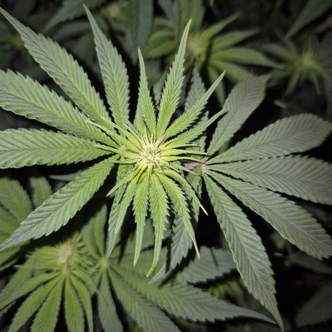 WTF- Königin Mimosa evo 👑👑👑 (65-70bt) growlog timeline photo