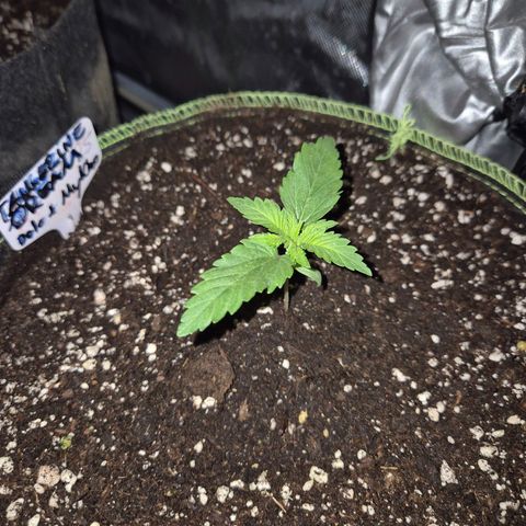 Tangerine dream 🌴 (60-65bt)  growlog timeline photo