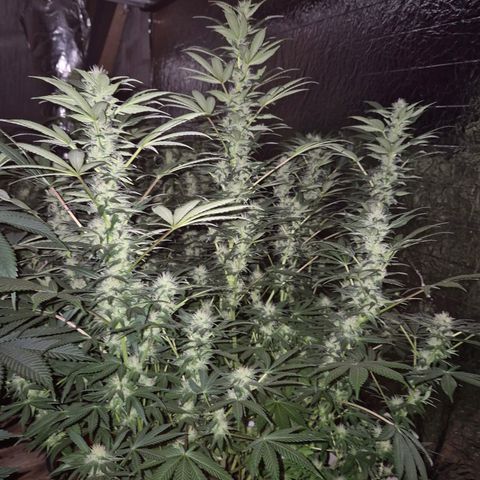Biscotti (56-70bt) growlog timeline photo