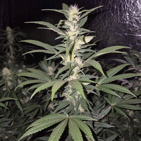 Biscotti (56-70bt) growlog timeline photo