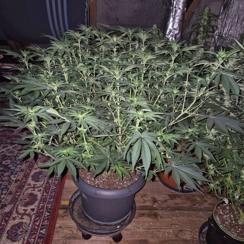 WTF- Königin Mimosa evo 👑👑👑 (65-70bt) growlog timeline photo
