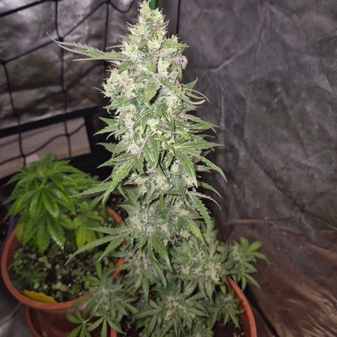 Anna, CBD (49-56BT/77- 84 Tage nach Keimung) growlog timeline photo