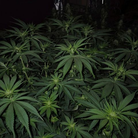 WTF- Königin Mimosa evo 👑👑👑 (65-70bt) growlog timeline photo