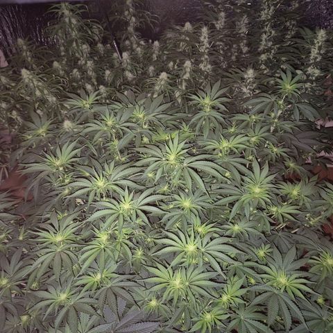 Biscotti (56-70bt) growlog photo: Meine 3