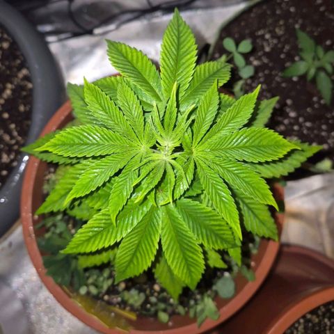 💚Bubba kush 🦝 (56-63 BT) growlog photo: Sie erholt sich!🤩👌