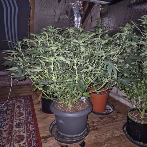 WTF- Königin Mimosa evo 👑👑👑 (65-70bt) growlog timeline photo