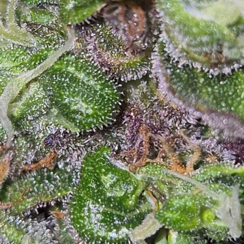 Anna, CBD (49-56BT/77- 84 Tage nach Keimung) growlog timeline photo