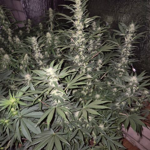 Biscotti (56-70bt) growlog timeline photo
