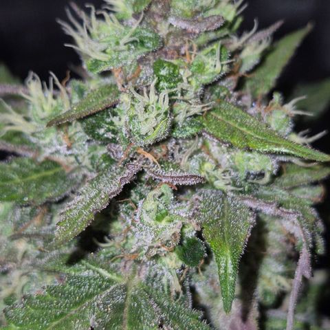 Anna, CBD (49-56BT/77- 84 Tage nach Keimung) growlog timeline photo