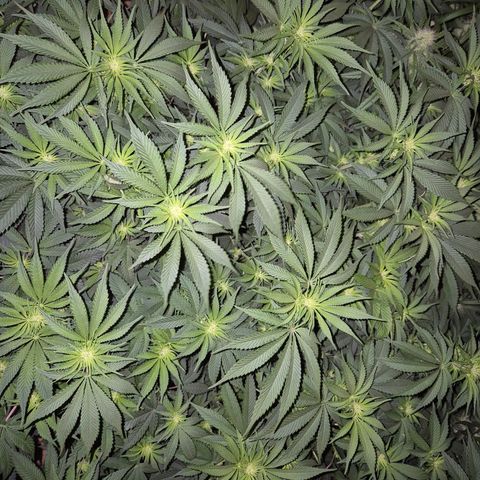WTF- Königin Mimosa evo 👑👑👑 (65-70bt) growlog timeline photo