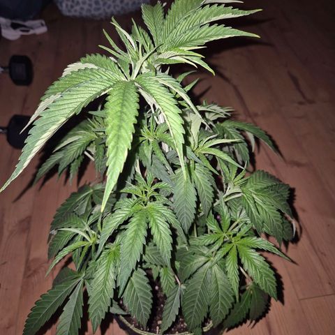Ice cream cake 🍰 & permanent marker🖊(65-73bt) growlog timeline photo