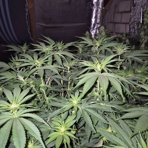 WTF- Königin Mimosa evo 👑👑👑 (65-70bt) growlog timeline photo