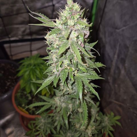 Anna, CBD (49-56BT/77- 84 Tage nach Keimung) growlog timeline photo