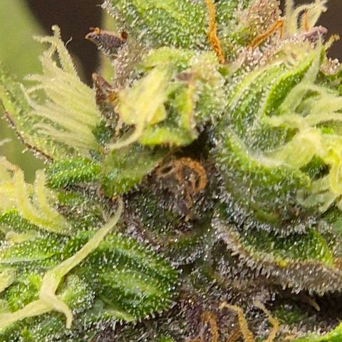Anna, CBD (49-56BT/77- 84 Tage nach Keimung) growlog timeline photo