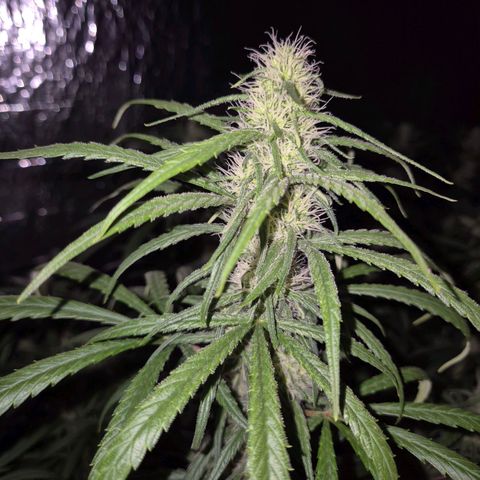 Afghani #1 (45-50bt) growlog timeline photo