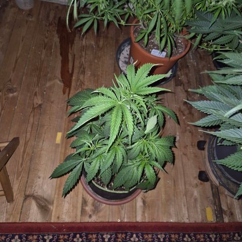 Ice cream cake 🍰 & permanent marker🖊(65-73bt) growlog timeline photo