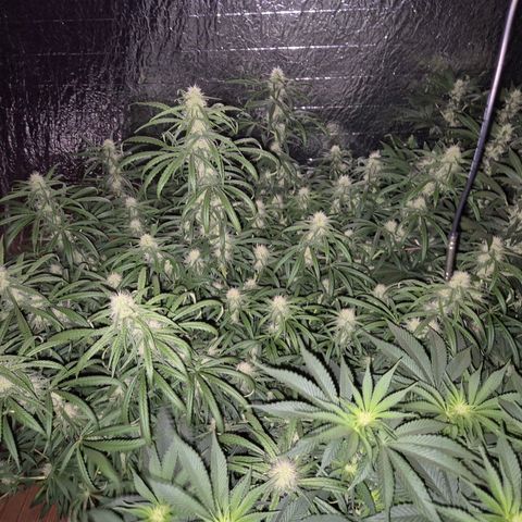 Afghani #1 (45-50bt) growlog timeline photo
