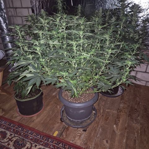 WTF- Königin Mimosa evo 👑👑👑 (65-70bt) growlog timeline photo