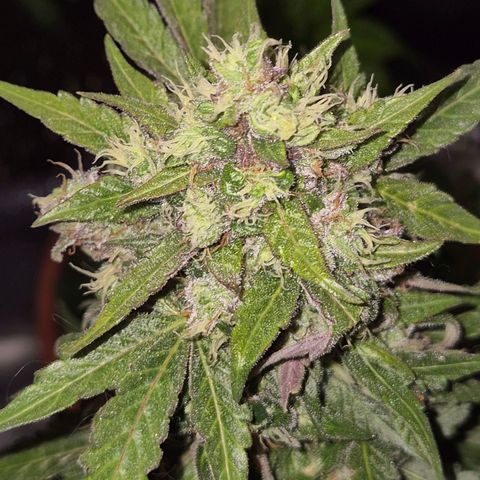 Anna, CBD (49-56BT/77- 84 Tage nach Keimung) growlog timeline photo