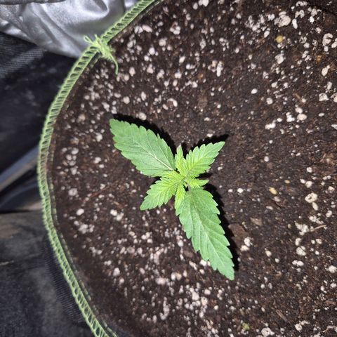 Tangerine dream 🌴 (60-65bt)  growlog timeline photo