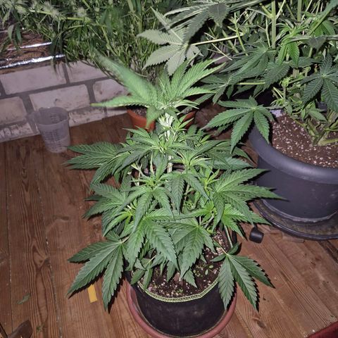 Ice cream cake 🍰 & permanent marker🖊(65-73bt) growlog timeline photo