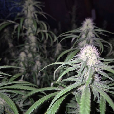 Afghani #1 (45-50bt) growlog timeline photo