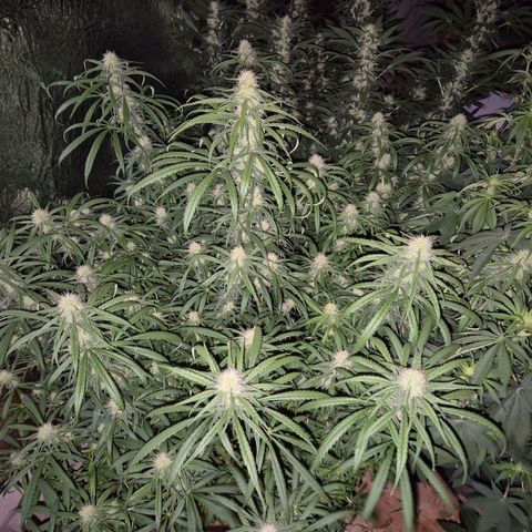 Afghani #1 (45-50bt) growlog timeline photo