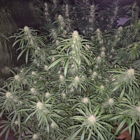 Afghani #1 (45-50bt) growlog timeline photo
