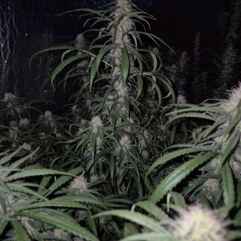 Afghani #1 (45-50bt) growlog timeline photo